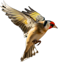 goldfinch-flying